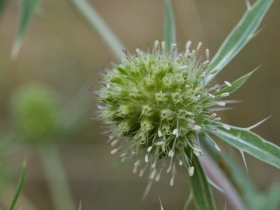 Eryngium planum - Leírás (feverweed) Eryngium planum - Leírás