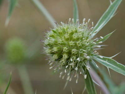 Eryngium planum - Leírás