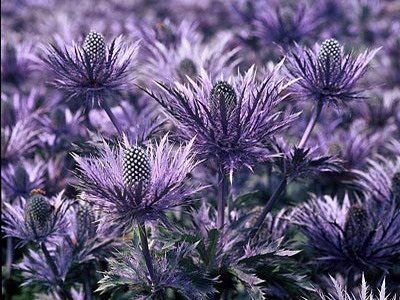 Eryngium planum - leírás (leírás) Eryngium planum - Leírás