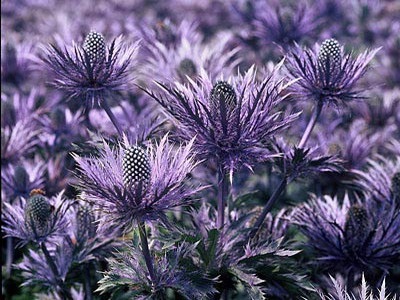 Eryngium planum - Leírás