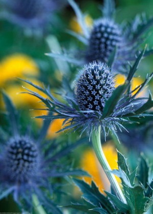 Eryngium planum - Leírás (feverweed) Eryngium planum - Leírás