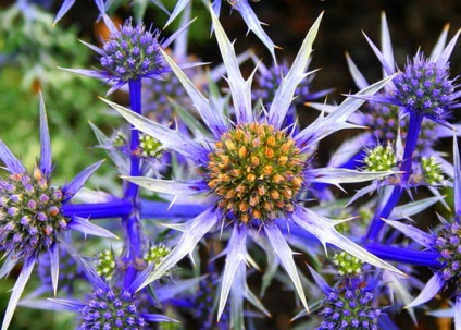 Eryngium planum - Leírás