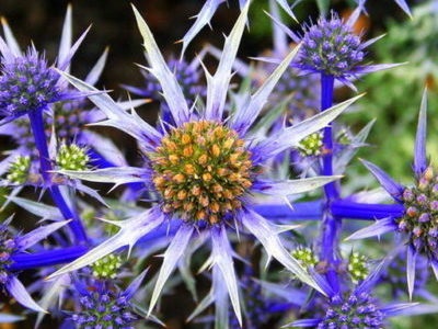 Feverweed ültetés és gondozás a nyílt terepen növénynemesítési