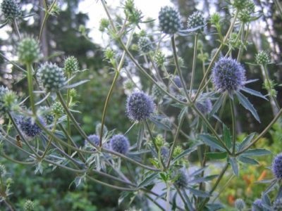 Feverweed ültetés és gondozás a nyílt terepen növénynemesítési