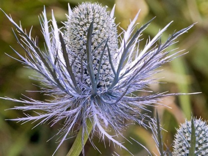 Feverweed fajták, ültetés karbantartás, szorzás