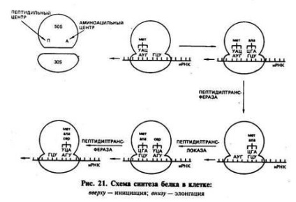 Fehérje szintézis egy sejtben - studopediya