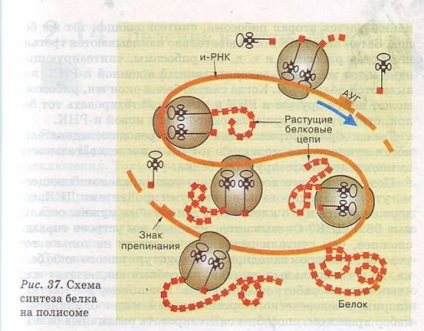 A proteinszintézis a cellában