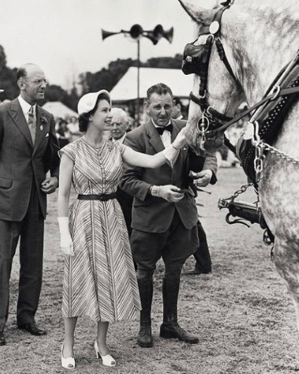 Racing és kalapok Ascot, angolimádat (ember ül a hátsó) Racing és kalapok Ascot, angolimádat