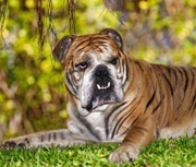 Összecsukható - buldogomanov Forum - angol bulldog Phil () Összecsukható - buldogomanov Forum - angol bulldog Phil