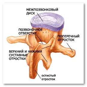 Scoliosis a gerinc nézetek veszélyeire és következményeire