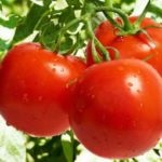 Hány kalóriát görögdinnye és hogyan kell enni (kalória) Hány kalóriát görögdinnye és hogyan kell használni