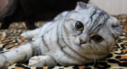 Scottish fold fotók, fajta leírás, karakter