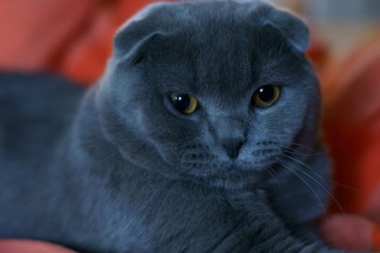 Scottish fold fotók, fajta leírás, karakter