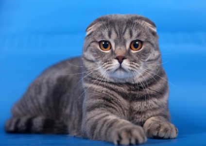 Scottish fold fotók, fajta leírás, karakter