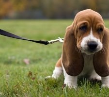Dog tacskó tenyészet leírás, fotók, árak kölykök vélemények