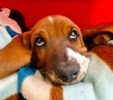Dog tacskó tenyészet leírás, fotók, árak kölykök vélemények