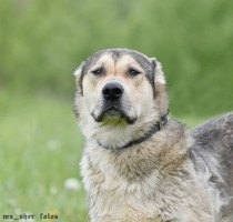 Kutyák és macskák jó kezekben van