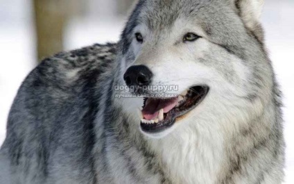 Kutya hasonló a neve a fajta farkas és jellemzői - a legjobb helyen a kutyák - állatok