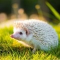 Álomértelmezés játékok egy álom, mi az álom játék (gyermek, lágy) (mi) Álomértelmezés játékok egy álom, mi az álom játék (gyermek, lágy)