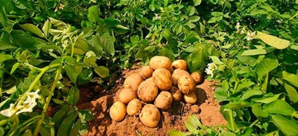 Álomértelmezés burgonya krumpli, amit egy álom, egy álom (mi) Álomértelmezés burgonya mi álmok alvás közben burgonya