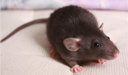 Álom könyv patkányok álmodnak egy csomó patkányok és patkányok - mi ez az álom