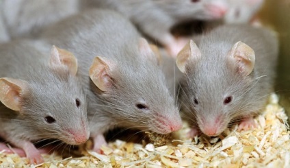 Álom könyv patkányok álmodnak egy csomó patkányok és patkányok - mi ez az álom