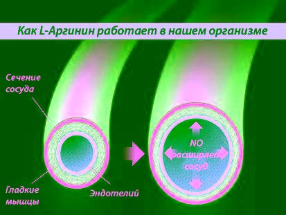 Tippek, hogyan kell az L-arginin, a leírás az alkalmazást, az előnyök és ártalmak a gyógyszer