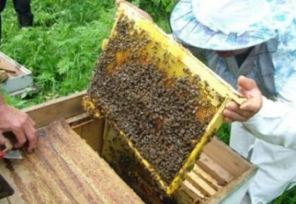 Modern méhészeti módszerek, ötletek