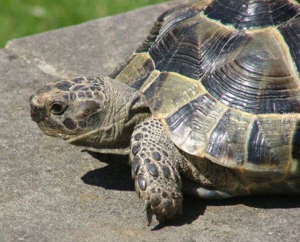 Save Fekete teknősök (teknős) Mentse el a fekete-tengeri teknősök