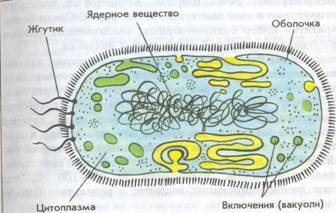 Spóraképző baktériumok - biológiában