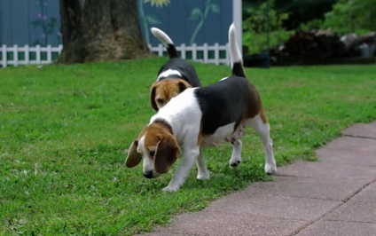 Összehasonlítás Beagle, Jack Russell terrier, és az észt vadászkutya, fotókkal