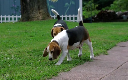 Összehasonlítás beagle, Jack Russell terrier és az észt beagle fényképpel (összehasonlítás) Összehasonlítás Beagle, Jack Russell terrier, és az észt vadászkutya, fotókkal