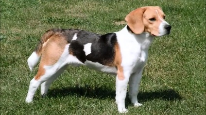 Összehasonlítás beagle, Jack Russell terrier és az észt beagle fényképpel (beagle) Összehasonlítás Beagle, Jack Russell terrier, és az észt vadászkutya, fotókkal
