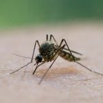 Szúnyogriasztó otthon, hatékony rovarriasztó