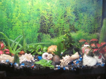 Régi Aquarium (Crassula) régi akvárium