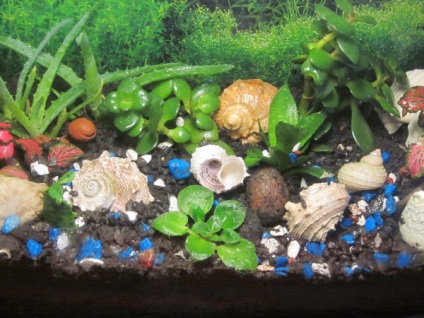 Régi Aquarium (uzumbarskiye lila) régi akvárium
