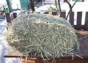 Szudáni fű széna a nyulakat, berendezések nyulak, csincsillák irha