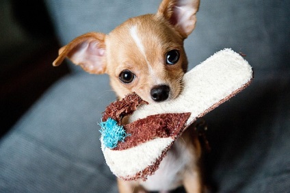 Ösztrusz Chihuahua kezdődik mikor és mennyit tart