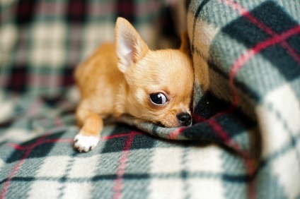 Ösztrusz Chihuahua kezdődik mikor és mennyit tart