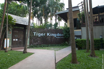 Tigers Thaiföldön