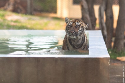 Tigers Thaiföldön