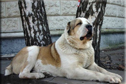 Top 10 Camye legerősebb kutya a világon