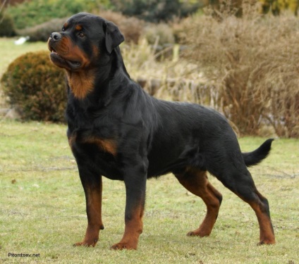 Top 10 Camye legerősebb kutya a világon