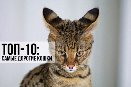Top 10 legdrágább macskák, tömítések és nyashki