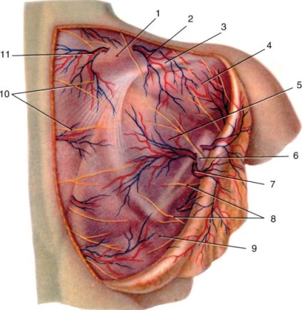 Topográfiája neurovascularis köteg (topográfia) A domborzat a neurovasculáris köteg