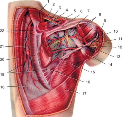 Topográfiája neurovascularis köteg (topográfia) A domborzat a neurovasculáris köteg
