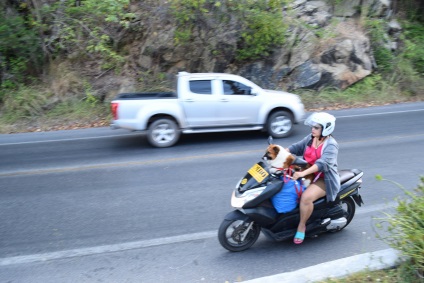 Szállítás Phuket (Thaiföld robogó engedély nélkül) Járművek Phuket