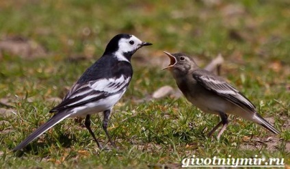 wagtail madár