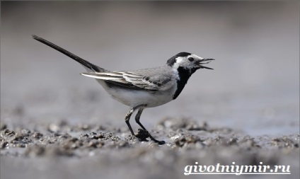 wagtail madár