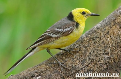 wagtail madár